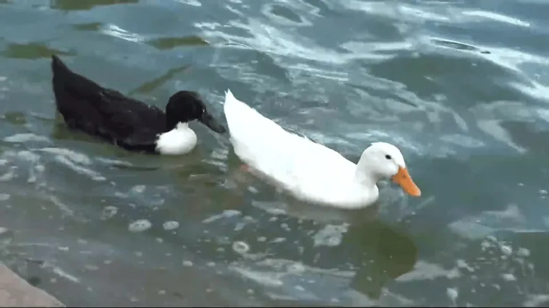 County seeks more input as Ascarate Park redesign considers removing duck pond