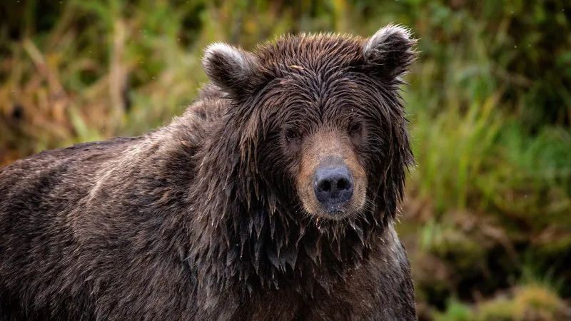 We Now Know What Happend During the Glacier Bear Attack That Killed Anthony Pollio