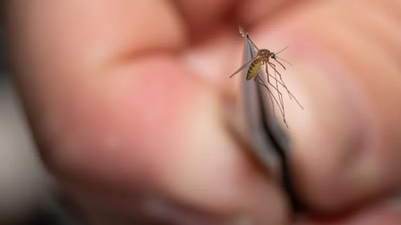 Two more West Nile cases confirmed in El Paso involve patients in their 70s, officials say