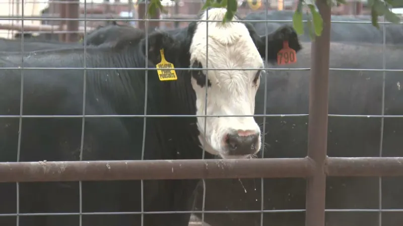 U.S. will begin limited imports of Mexican cattle as screwworm outbreak continues
