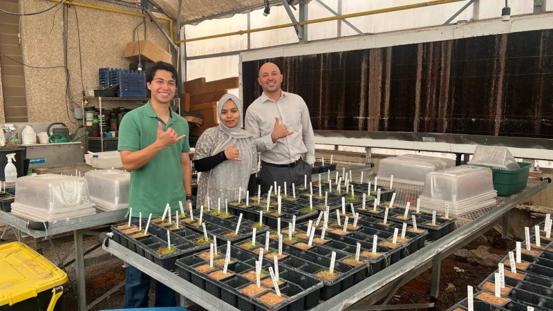 UTEP-led study offers low-cost leaf spray to help tomatoes withstand salty soils