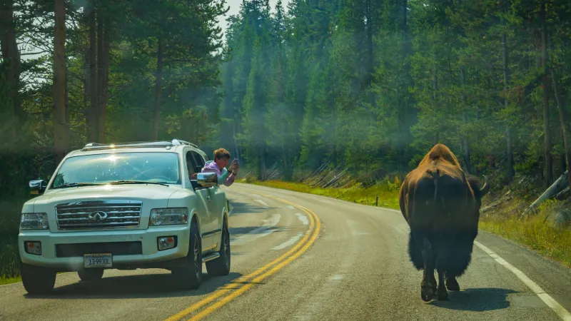 Did a Man in a Bison Costume Get Arrested for Chasing Tourists in Yellowstone?