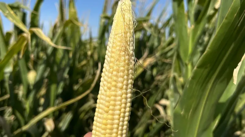 Extreme heat and lack of rain scorch Texas Panhandle crops, growers warn of losses ahead