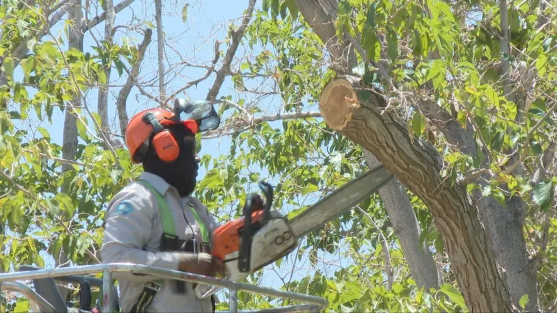 City explains removal of 14 trees at Album Park, plans to plant 28 replacements