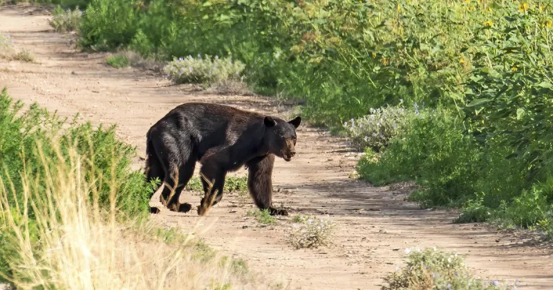 Four bears killed on Interstate 25 south of Santa Fe