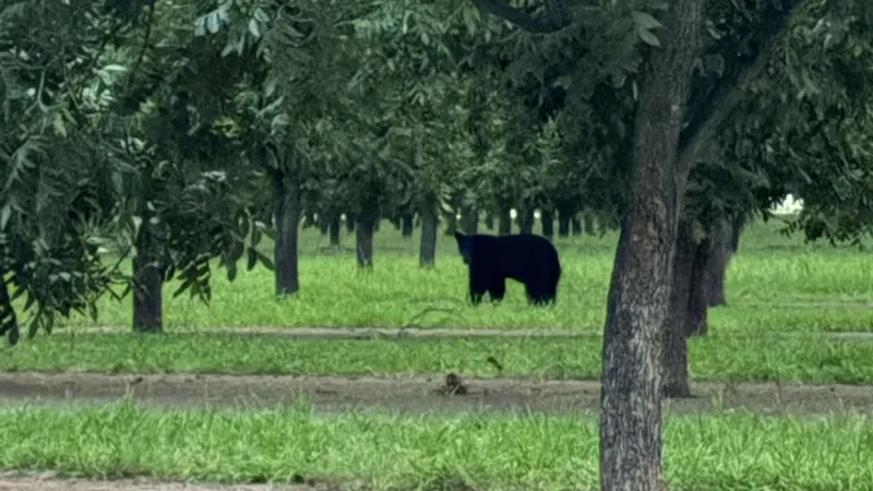 Black bear roams Doa Ana, spotted in pecan trees and near Evergreen retirement community
