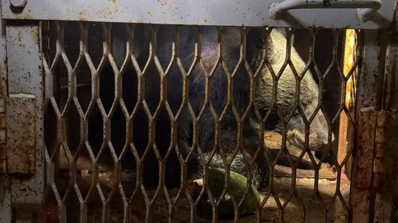 Black bear captured safely in Doa Ana after days of neighborhood sightings