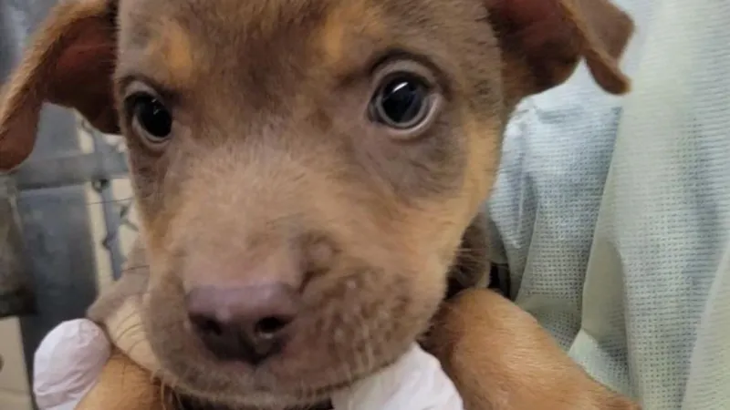 Amarillo animal shelter offers half-price adoptions during Clear the Shelters campaign