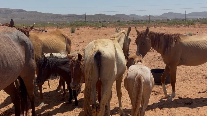 Rescued San Elizario animals now recovering at Gracey's Rescue Ranch