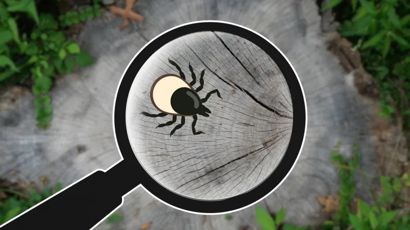 What Is Bourbon Virus? Here's What to Know About This Rare Tickborne Illness.