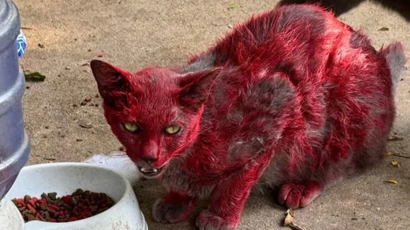 Who would do this? Animal care workers outraged, race to rescue cat covered in red