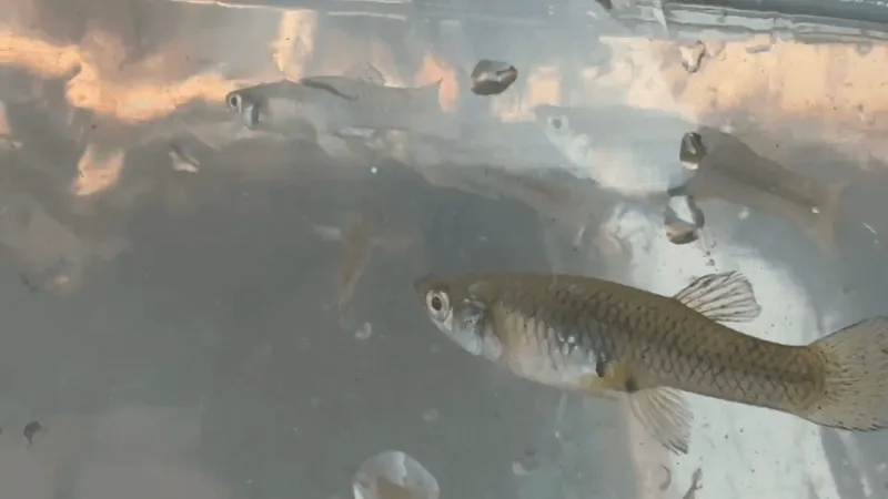 Dona Ana County offers free mosquito-eating gambusia fish to residents to curb larvae