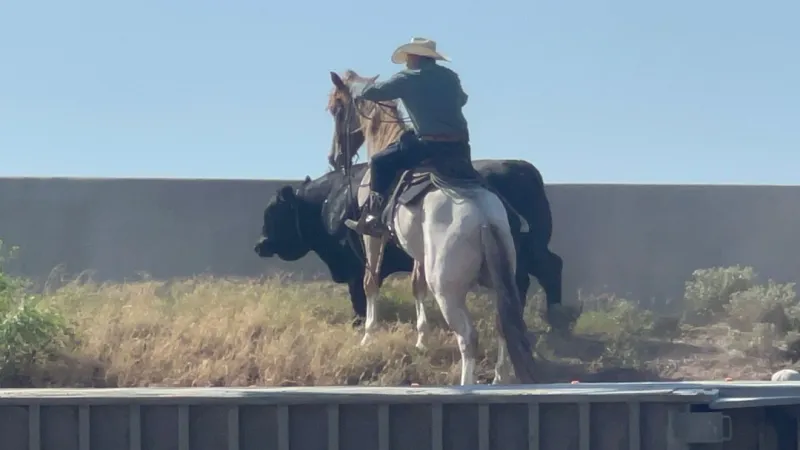 Cattle truck overturns after tire blowout, closing I-27 to I-40 in Amarillo