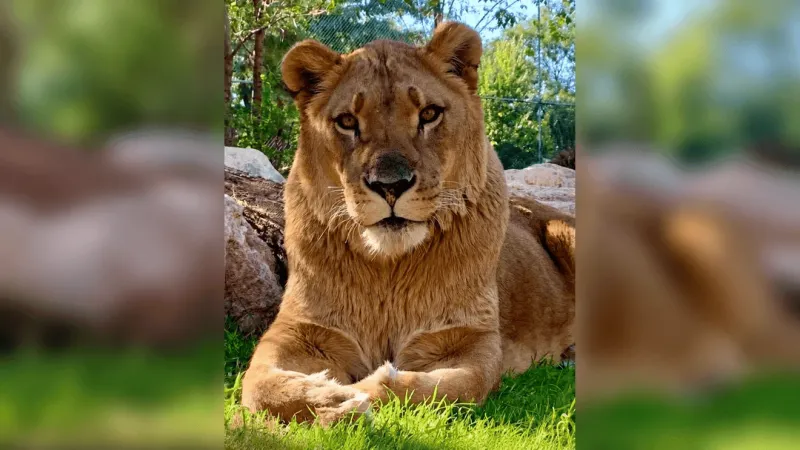 Sheba the lion recovering after biopsy at Amarillo Zoo & Sanctuary