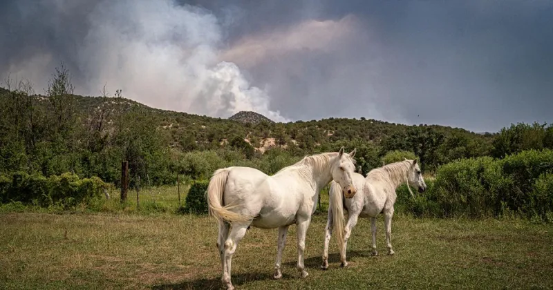 Frijoles Fire grows to almost 8,000 acres; still no containment