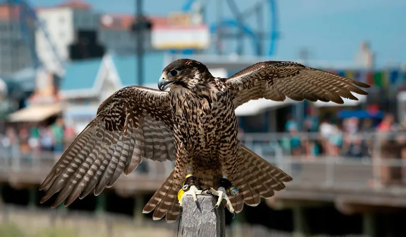 Seagulls Were Terrorizing Ocean City's Beaches. The Town Fought Back With Birds of Prey.