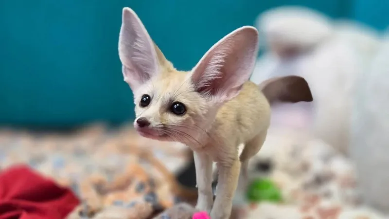 Hillcrest Park Zoo opens auction to name new fennec foxes in Clovis