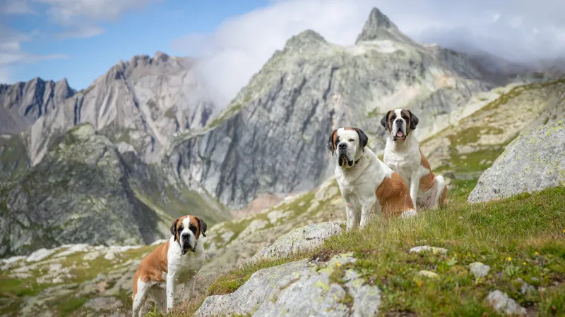 Hike Through the Swiss Alps With the World's Most Famous Rescue Dogs