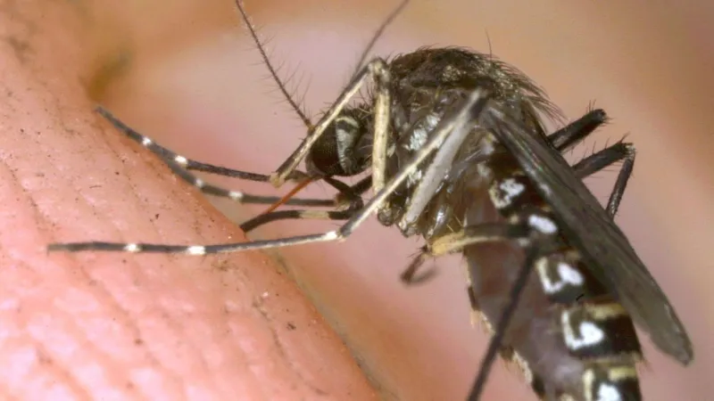 El Paso reports first West Nile virus death 2026