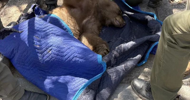 Young bear relocated Saturday after being spotted near Franklin Miles park
