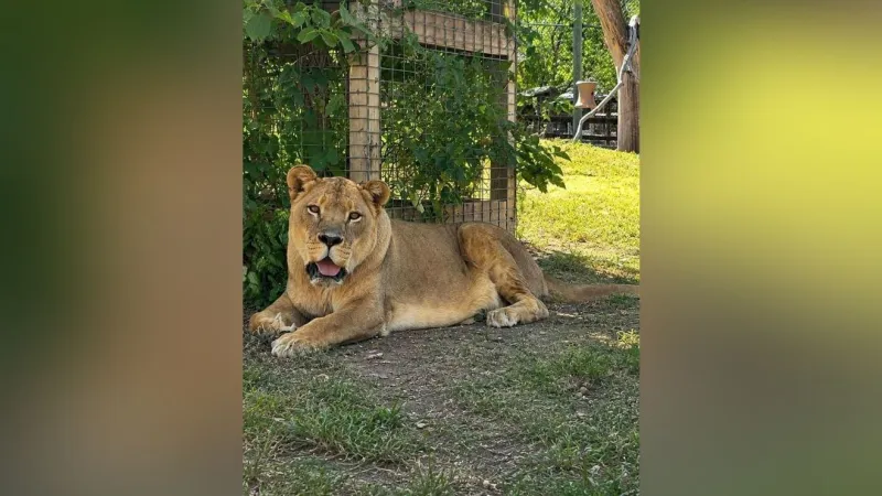 Tests show malignant tumor fully removed from African lioness at Amarillo Zoo & Sanctuary