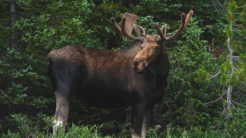 UNM anthropologist helps trace moose history and impacts wildlife planning