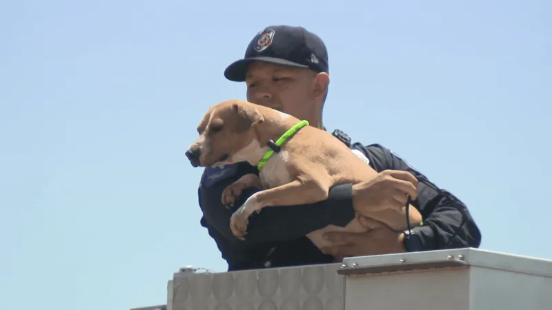 El Paso Animal Services to sell firefighters, shelter pets calendar starting November