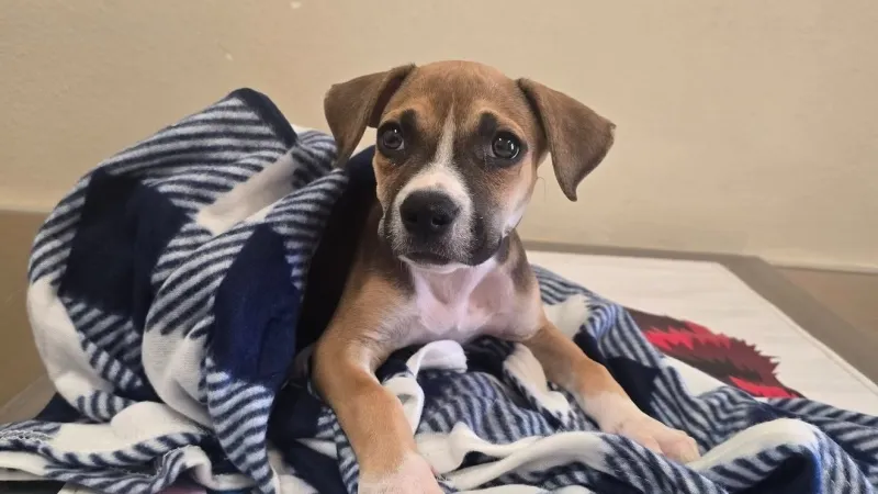 El Paso puppy with burned paws and a fractured rib finds new home after recovery