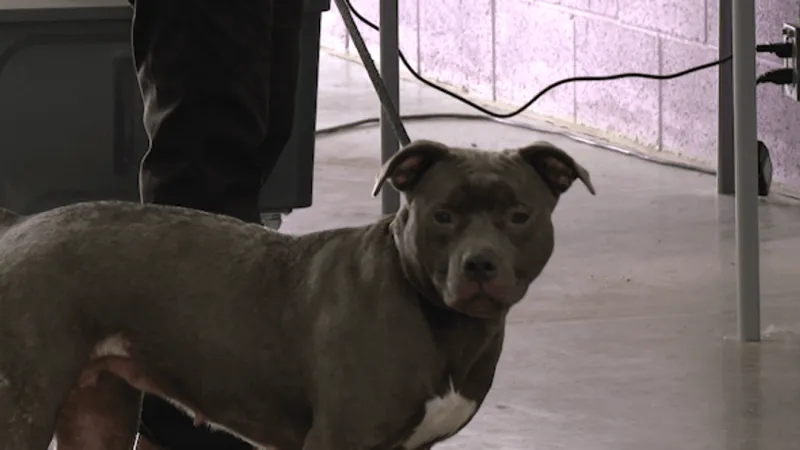 El Paso Animal Services says owner surrenders are outpacing last year, straining kennels