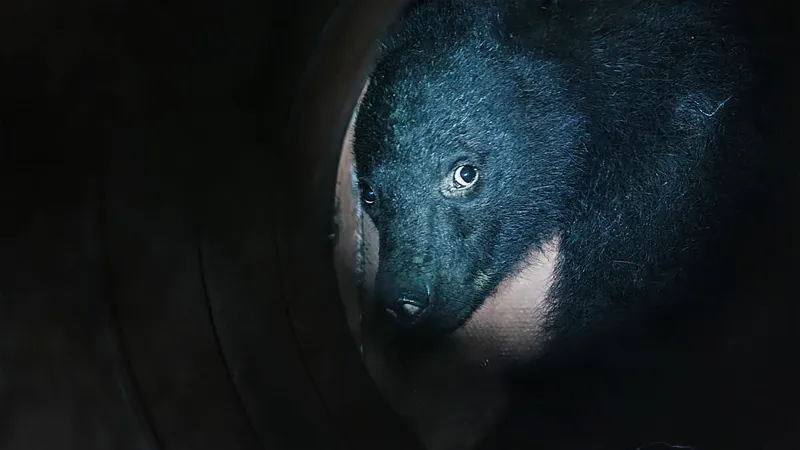 LISTEN: We Traveled to Rural Japan to Investigate the Country's Deadly Bear Problem