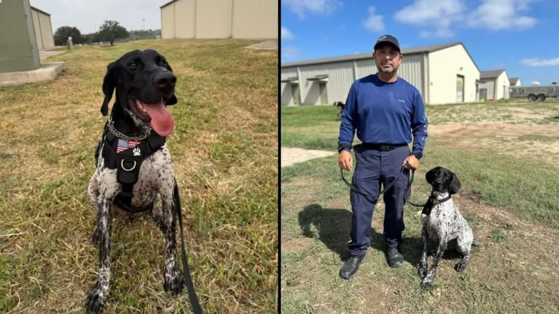 K9 Odi: El Paso police, airport add new bomb dog team