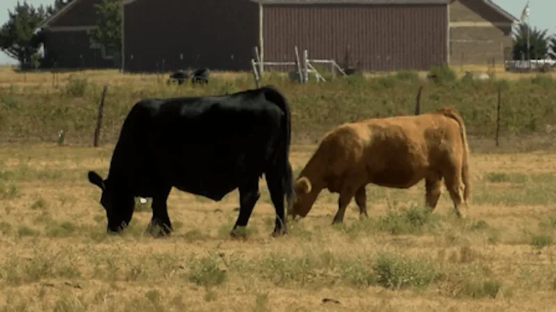 Trump boosts tariff-free lean beef imports, raising concerns for Texas cattle producers
