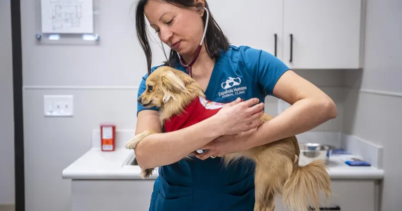 Report details 'systemic failures' in New Mexico's animal welfare systems, calls for new state agency