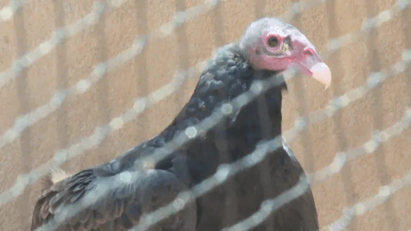 Dexter, injured turkey vulture, joins El Paso Zoo as conservation ambassador