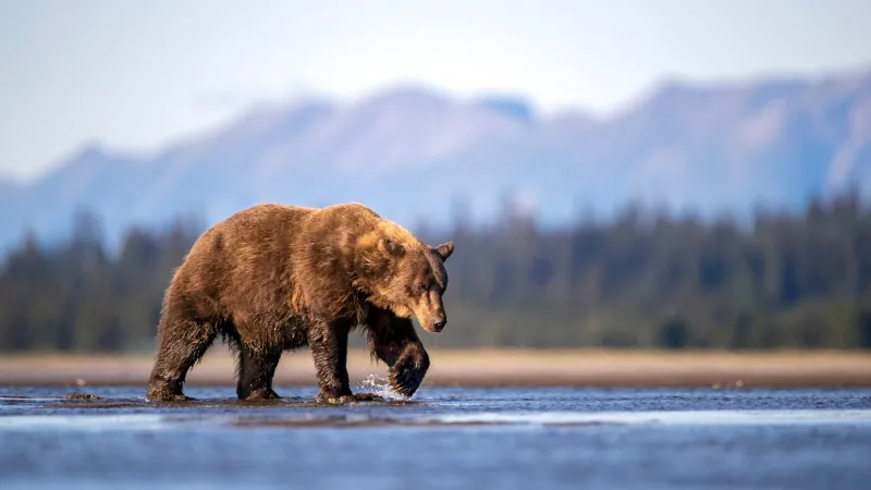 No, You're Not Imagining It. Bear Encounters Really Are on the Rise.