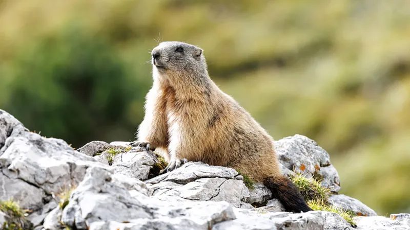 Marmots Are Having a Moment and I'm Here for It