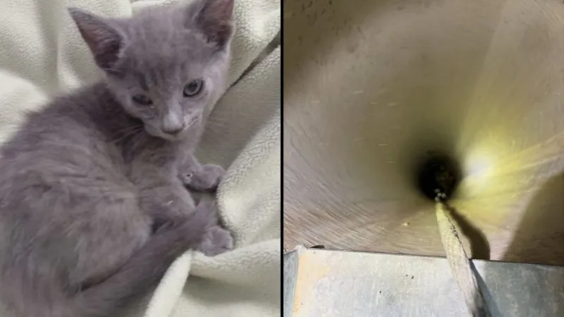 El Paso Animal Services rescues kitten trapped 20 feet down utility pipe