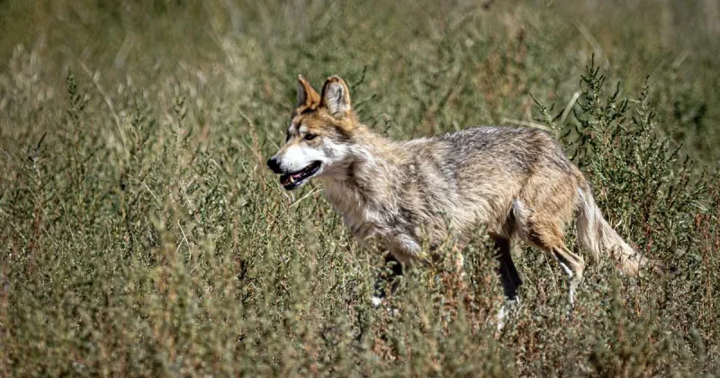 Trump pleases ranchers, worries conservationists with wolf protection review