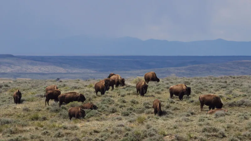 "Bison Belong on This Landscape." Judge Blocks Federal Order to Remove 1,000 Animals in Montana