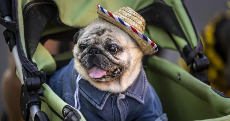 Gallery: Pet parade on the Plaza