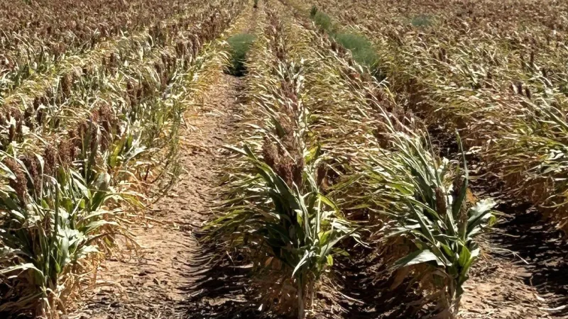 Texas Tech hosts first Global Sorghum Conference held in the U.S.