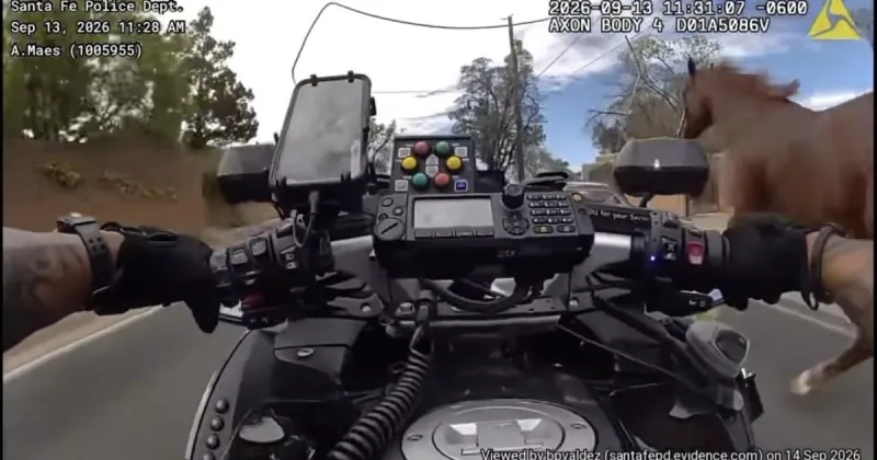 Runaway horse leads cops on merry chase ahead of Fiesta de Santa Fe parade