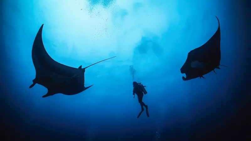 Diving with Giant Manta Rays in Mexico's Remote Revillagigedo Islands