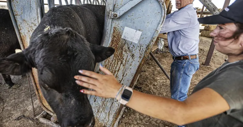 Livestock officials confirm second case of New World screwworm in New Mexico