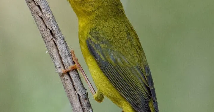 Wilson's warbler: Fall's yellow migrant