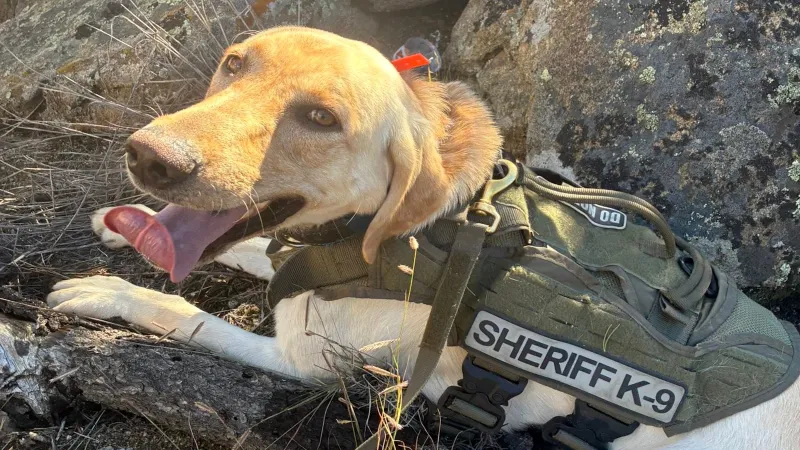 Three Kids Wandered into the Colorado Backcountry. Meet Archie, the Very Good Dog Who Found Them.