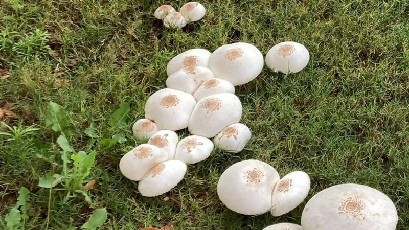 NMSU researchers warn against eating campus mushrooms mistaken for store-bought caps