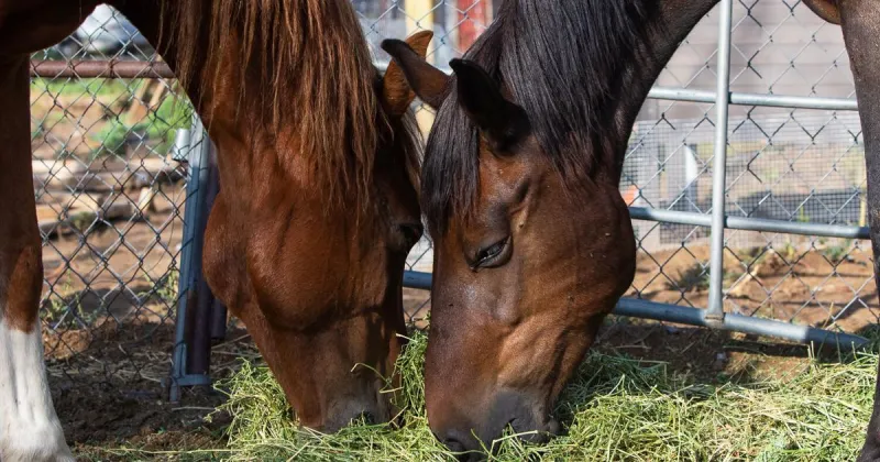 Retired and rescued: Old horses live out their final years at River Thunder Ranch