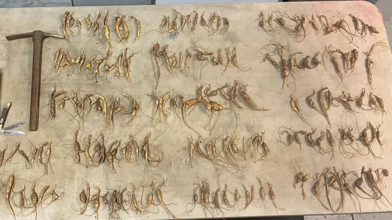 "Free Money Out in the Forest." NPS Just Seized 700 Poached Ginseng Root in Great Smoky Mountains National Park.