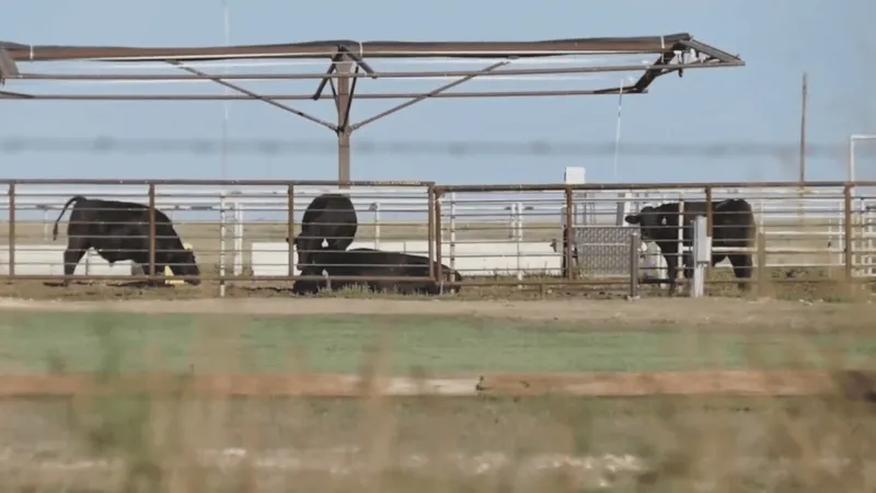 WT receives $9.75 million USDA grant for cattle research facility near Canyon